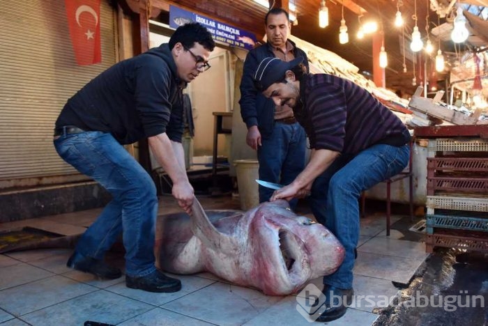 Akdeniz'de 3 metrelik köpek balığı yakalandı! Görenleri şaşkına çeviren görüntüler! 