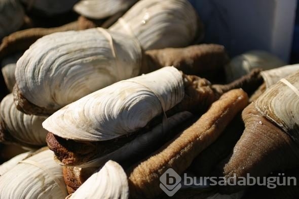 Görüntüsü çok korkunç ama fiyatı dudak uçuklatıyor! 