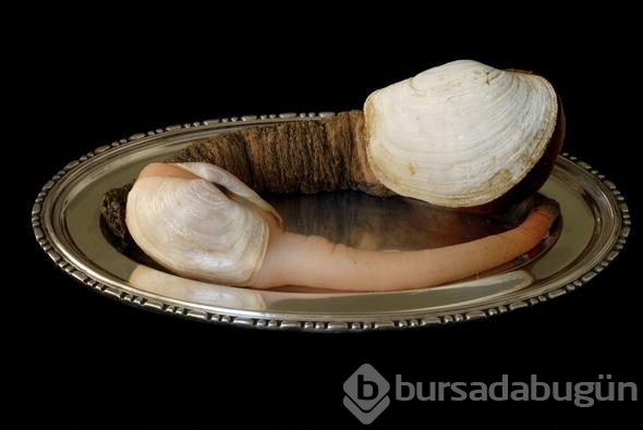 Görüntüsü çok korkunç ama fiyatı dudak uçuklatıyor! 