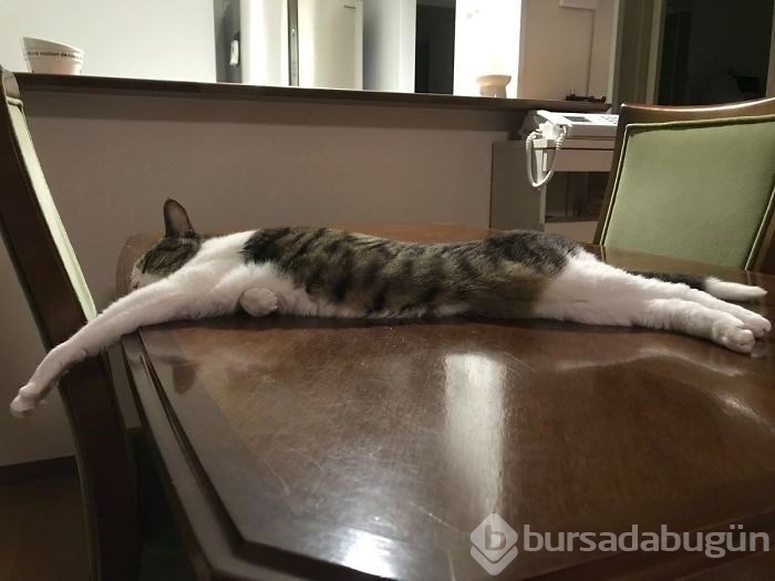 Sosyal medyada yeni trend! Esneyen - gerilen kediler! 