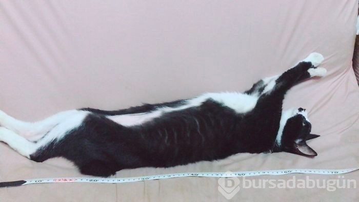 Sosyal medyada yeni trend! Esneyen - gerilen kediler! 