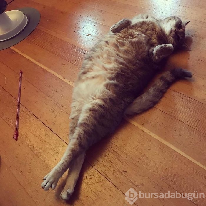 Sosyal medyada yeni trend! Esneyen - gerilen kediler! 