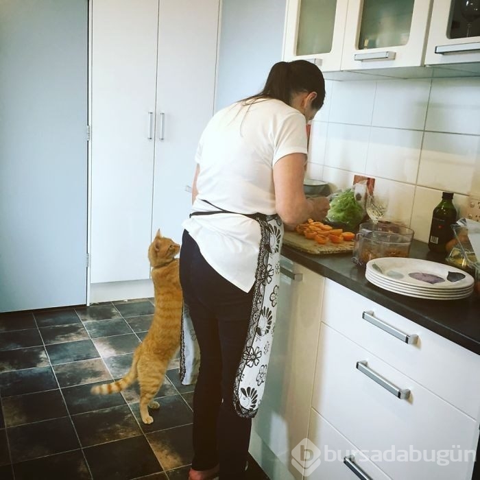 Sosyal medyada yeni trend! Esneyen - gerilen kediler! 