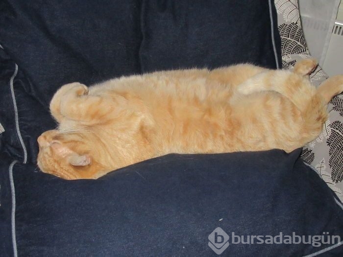 Sosyal medyada yeni trend! Esneyen - gerilen kediler! 