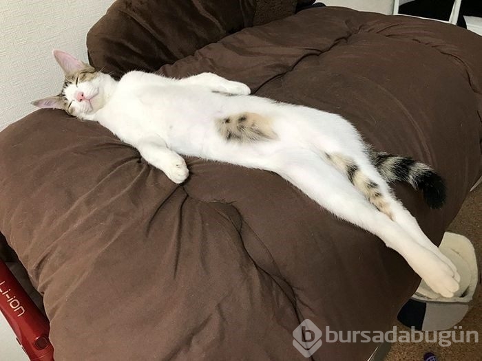 Sosyal medyada yeni trend! Esneyen - gerilen kediler! 