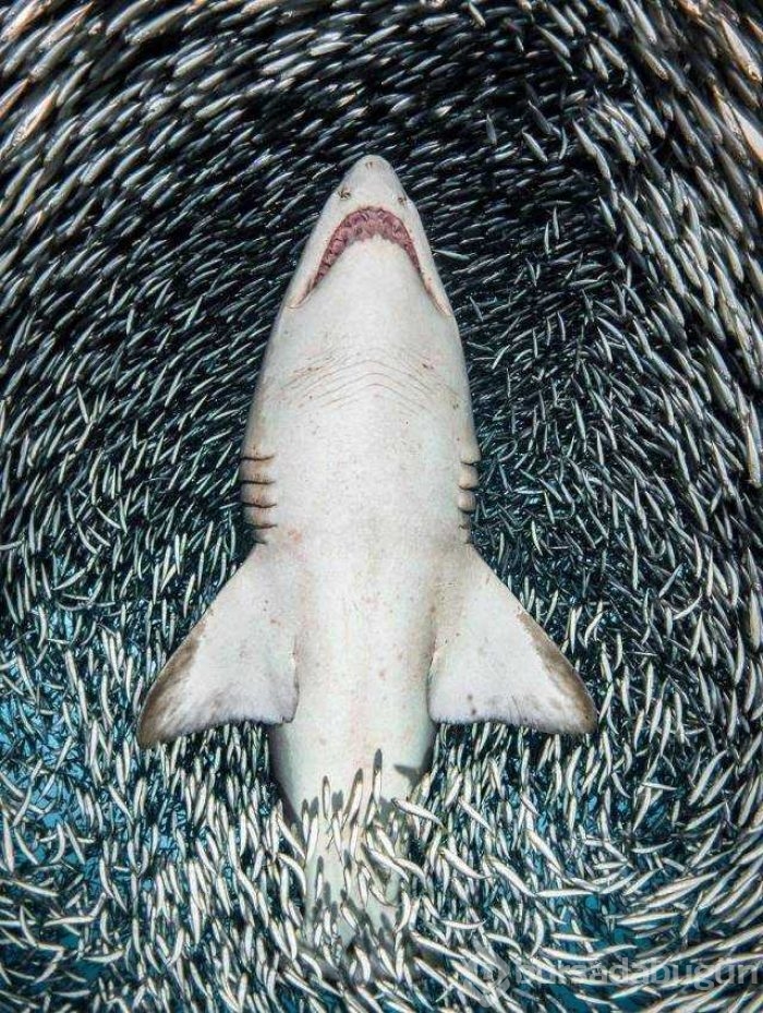 Günün en çok paylaşılan fotoğrafları