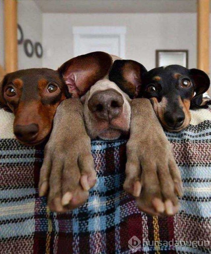 Günün en çok paylaşılan fotoğrafları