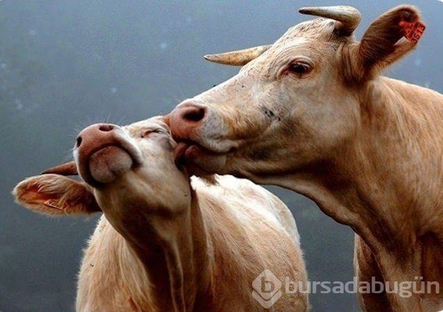 Duyunca kulaklarınıza inanamayacaksınız!
