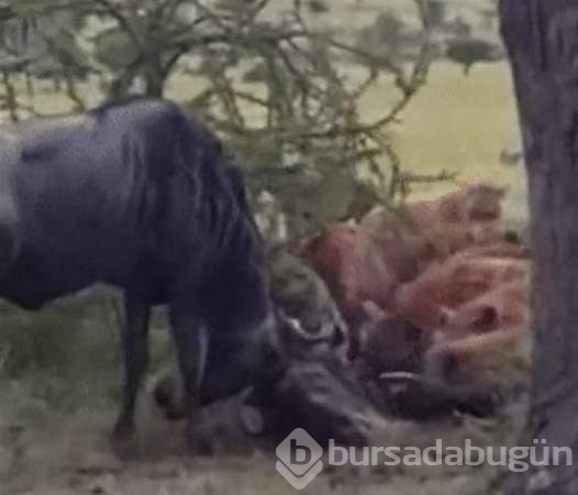 Dünyada yaşanan tüyler ürpertici anlar!