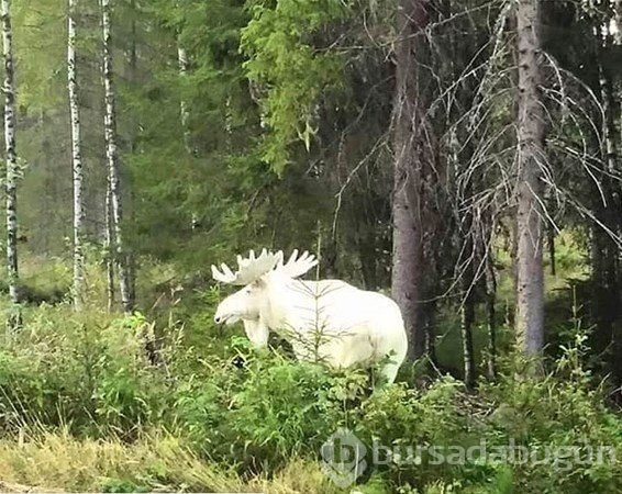 Dünyada yaşanan tüyler ürpertici anlar!