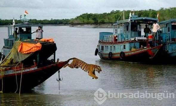Bunları sadece Hindistan'da görebilirsiniz!
