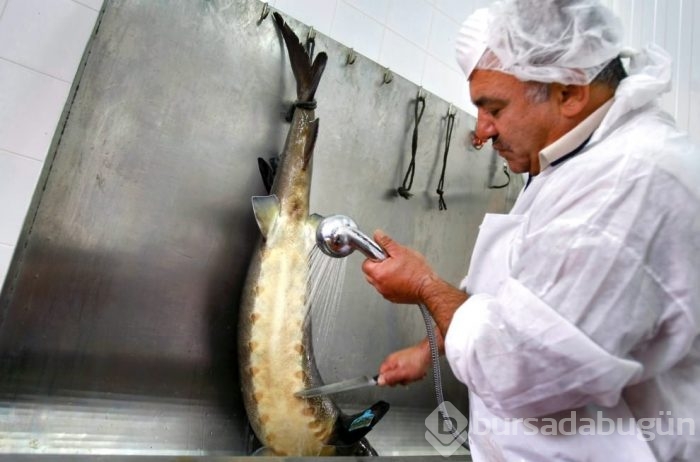 Dünyanın en pahalı yiyeceği! Kilosu 5 bin eurodan satılıyor!