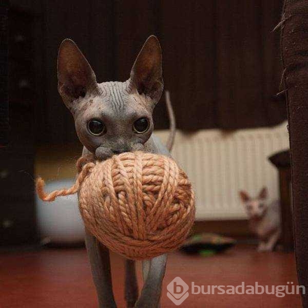Günün en çok paylaşılan fotoğrafları

