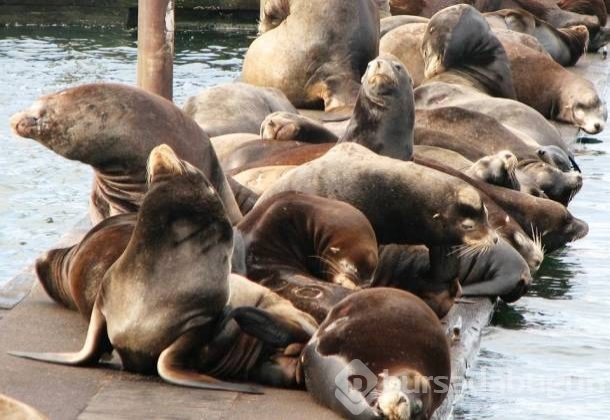 İşte dünyanın en zeki 25 hayvanı
