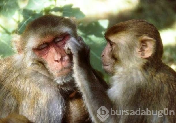 İşte dünyanın en zeki 25 hayvanı
