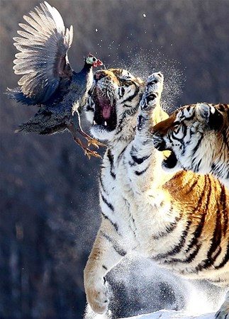 Vahşi yaşamdan muhteşem fotoğraflar!