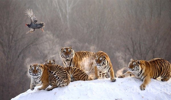 Vahşi yaşamdan muhteşem fotoğraflar!