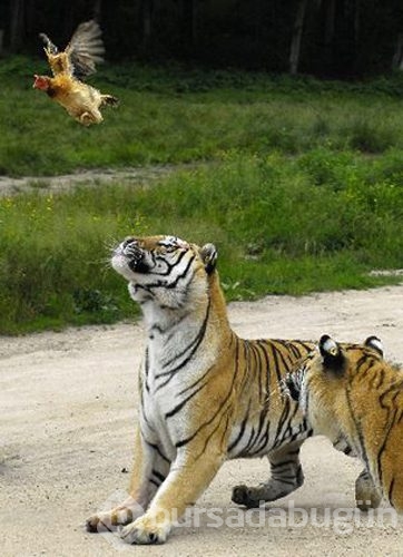 Vahşi yaşamdan muhteşem fotoğraflar!