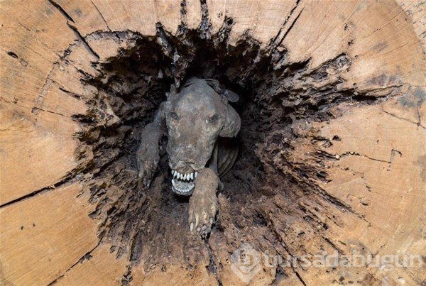 Dünyadan ilginç fotoğraflar görenlerin ağzını açık bırakıyor! 