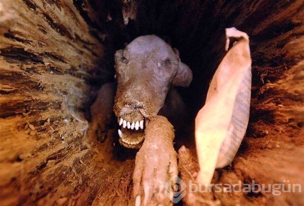 Dünyadan ilginç fotoğraflar görenlerin ağzını açık bırakıyor! 