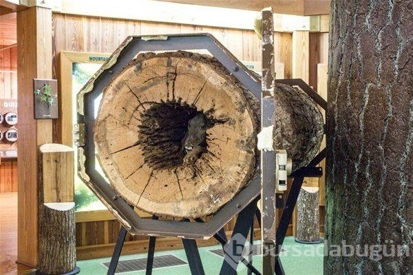 Dünyadan ilginç fotoğraflar görenlerin ağzını açık bırakıyor! 
