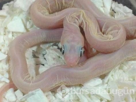 Dünyadan ilginç fotoğraflar görenlerin ağzını açık bırakıyor! 