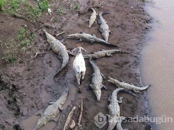 Dünyadan ilginç fotoğraflar görenlerin ağzını açık bırakıyor! 