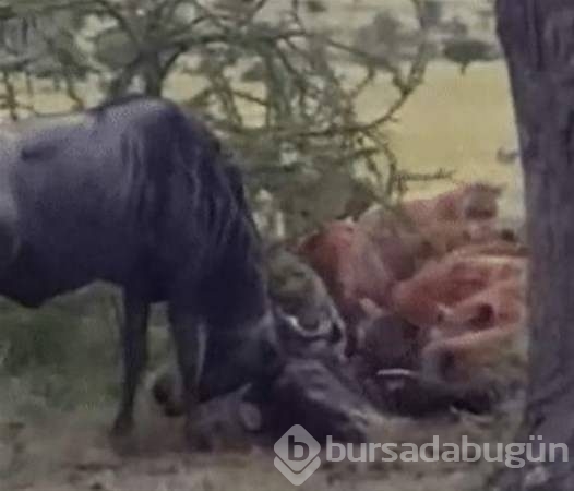 Dünyadan ilginç fotoğraflar görenlerin ağzını açık bırakıyor! 