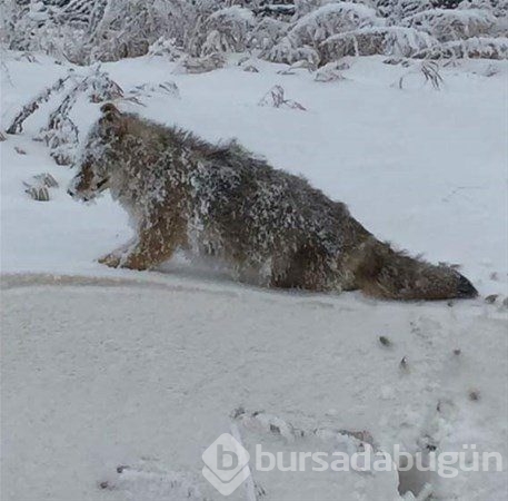 Dünyadan ilginç fotoğraflar görenlerin ağzını açık bırakıyor! 