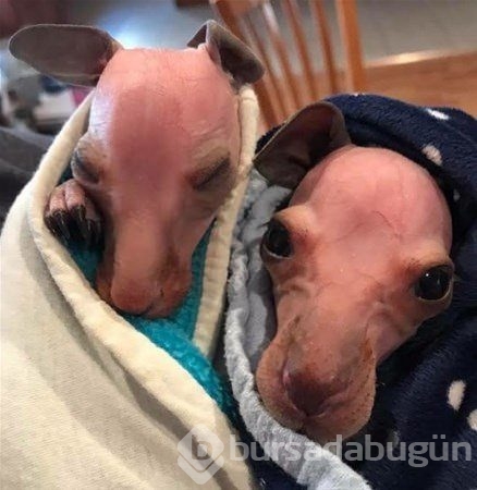 Dünyadan ilginç fotoğraflar görenlerin ağzını açık bırakıyor! 
