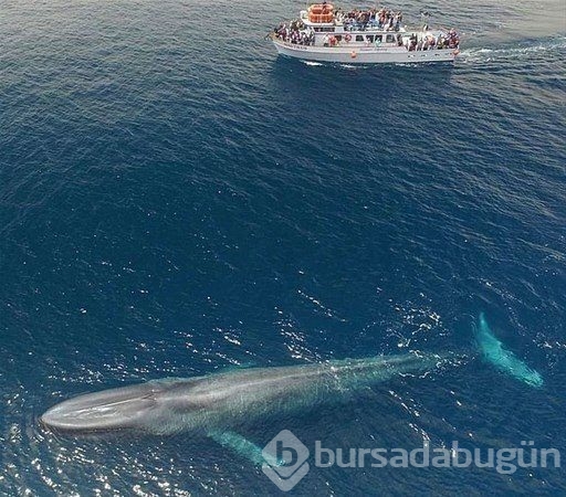 Dünyadan ilginç fotoğraflar görenlerin ağzını açık bırakıyor! 