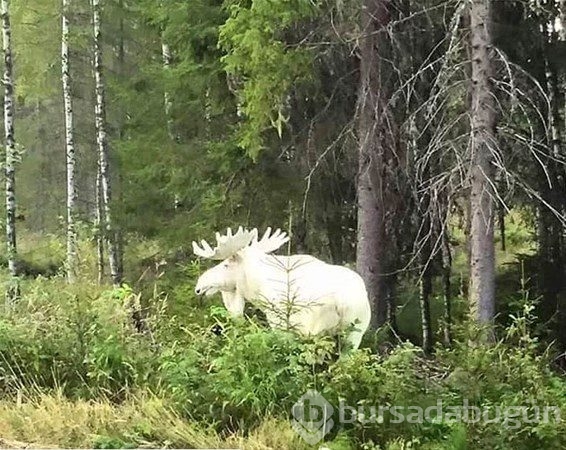 Dünyadan ilginç fotoğraflar görenlerin ağzını açık bırakıyor! 