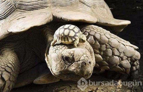Dünyadan ilginç fotoğraflar görenlerin ağzını açık bırakıyor! 