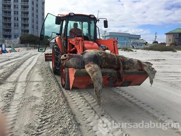 Dünyadan ilginç fotoğraflar görenlerin ağzını açık bırakıyor! 
