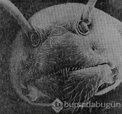 Dünyadan ilginç fotoğraflar görenlerin ağzını açık bırakıyor! 