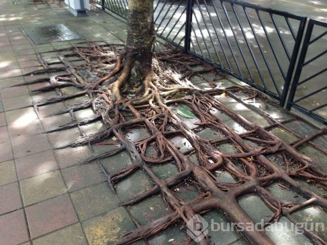 Dünyadan ilginç fotoğraflar görenlerin ağzını açık bırakıyor! 