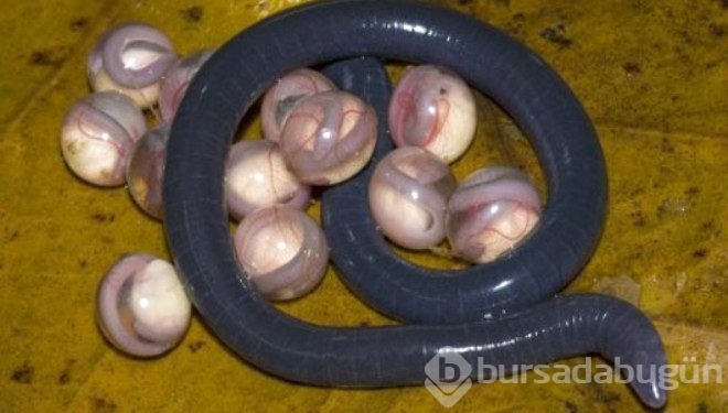 Dünyanın en garip canlıları