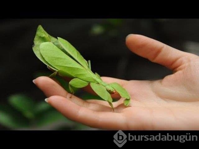 Birbirinden ilginç hayvanlar