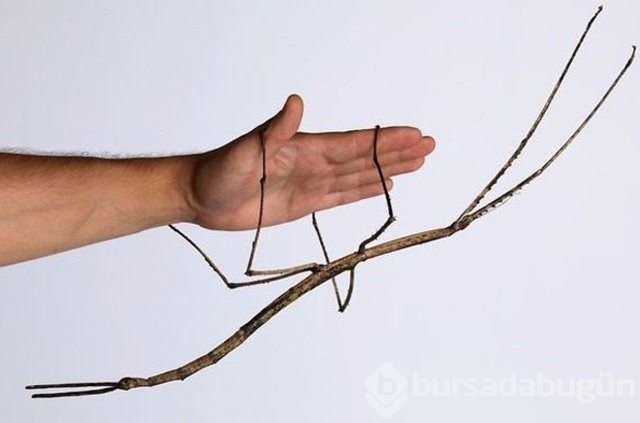 Birbirinden ilginç hayvanlar