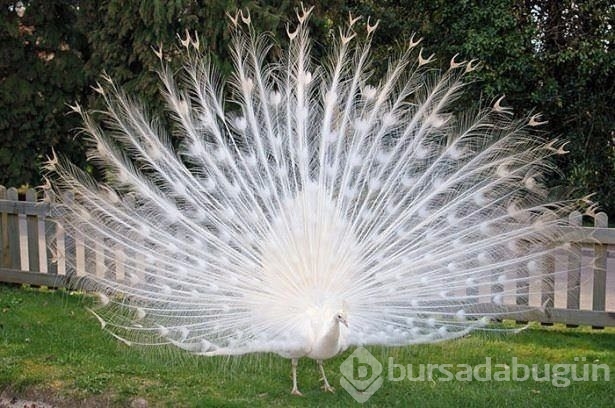 Birbirinden ilginç hayvanlar