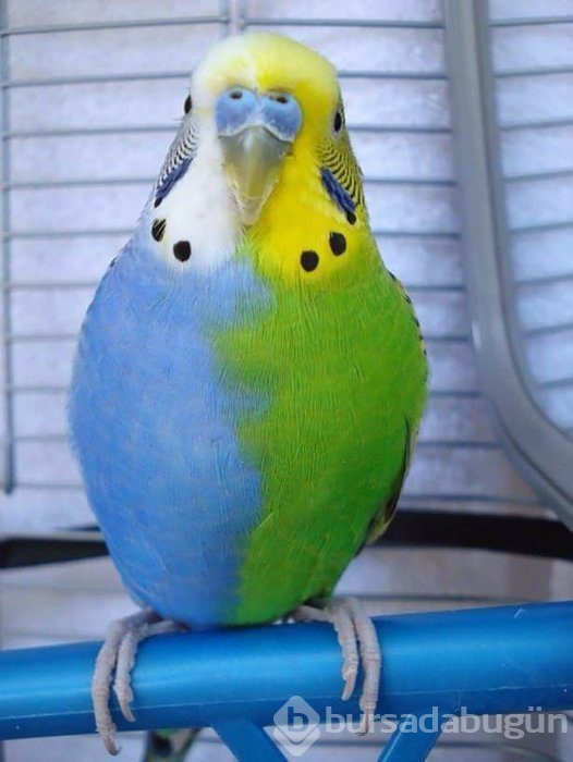 Birbirinden ilginç hayvanlar