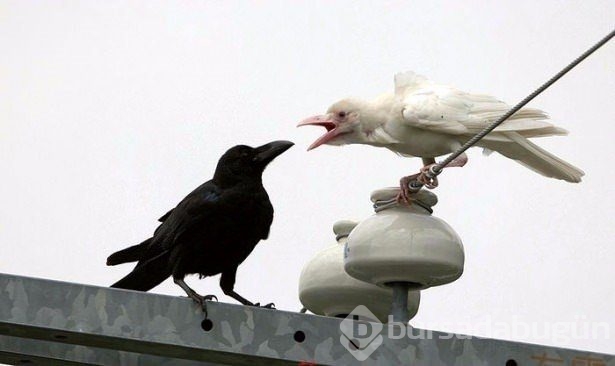 Birbirinden ilginç hayvanlar