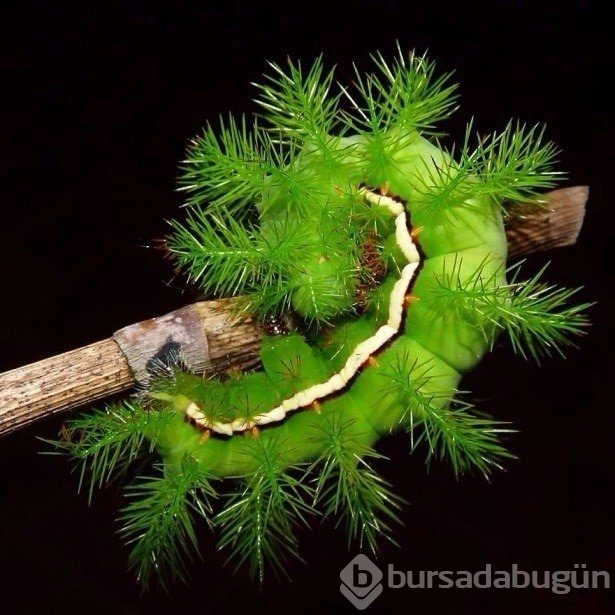 Birbirinden ilginç hayvanlar