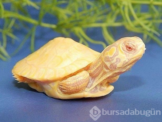 Birbirinden ilginç hayvanlar