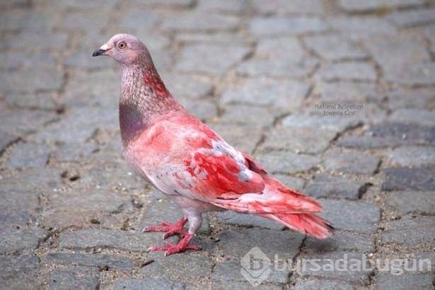 Birbirinden ilginç hayvanlar
