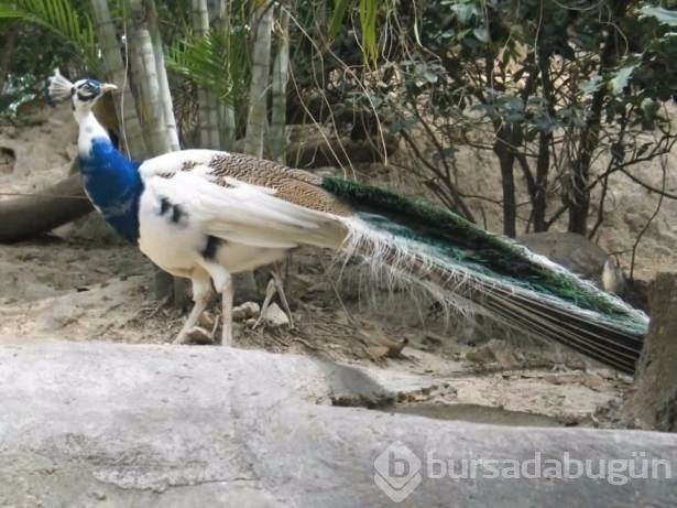 Birbirinden ilginç hayvanlar