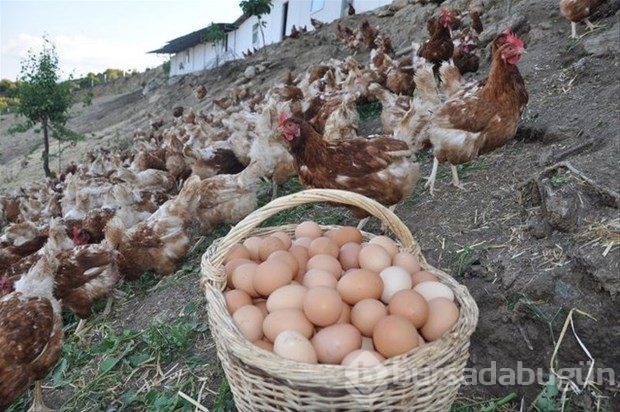 Yumurta kabuğunu fırına koyun sonra da fırında pişirin!