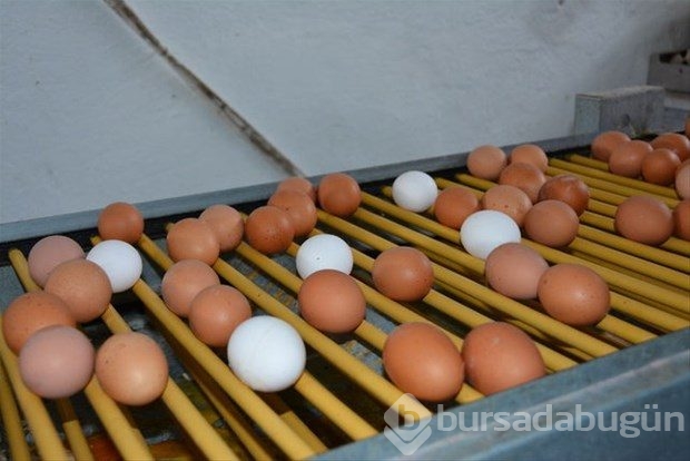 Yumurta kabuğunu fırına koyun sonra da fırında pişirin!