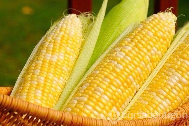 En sağlıklı besinler hangileri?