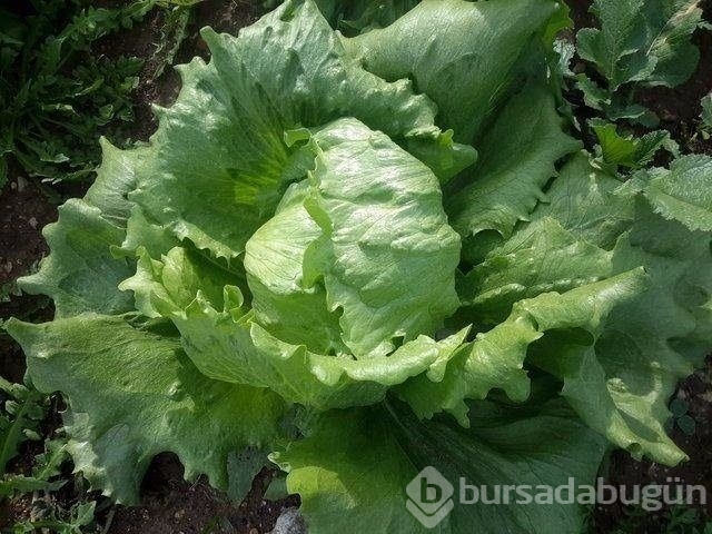 En sağlıklı besinler hangileri?